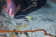 Labroides-bicolor Labre netoyeur bicolor-Maldives Fish Head-22m-20240423-da-DSC_6116_tn